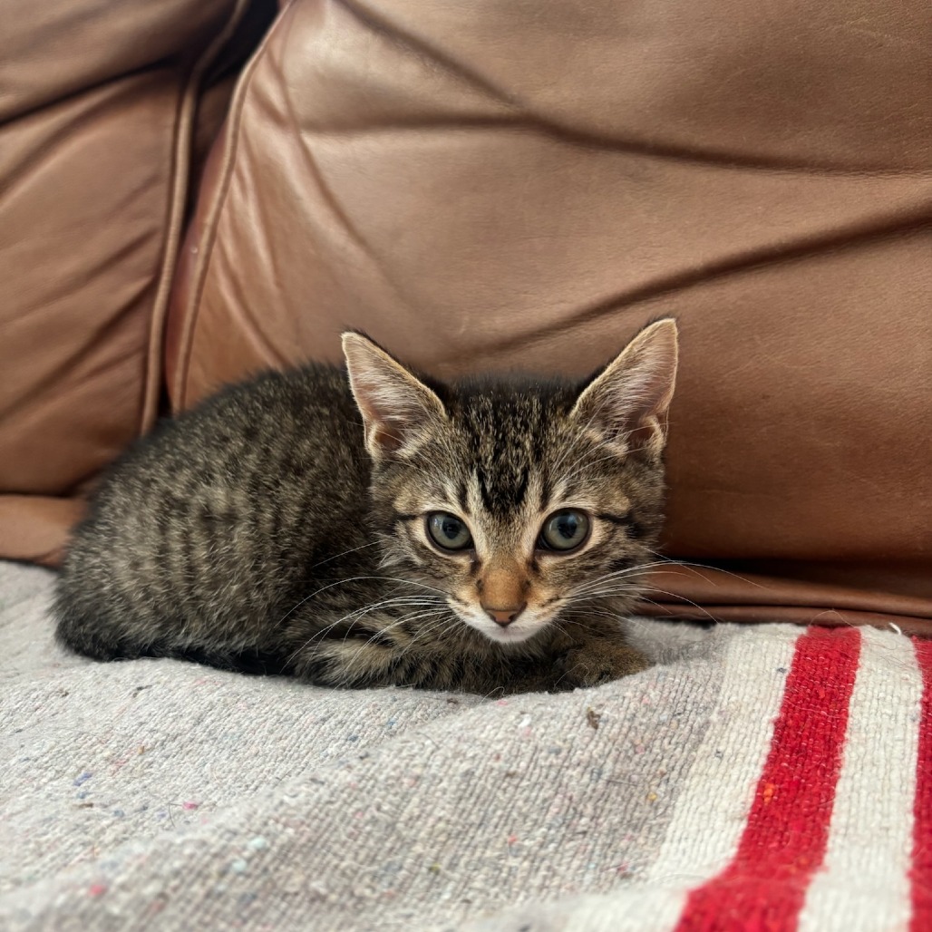 Shelter Stray Female Cat last seen , 361 S Raymond Ave, Pasadena, CA 91105, USA