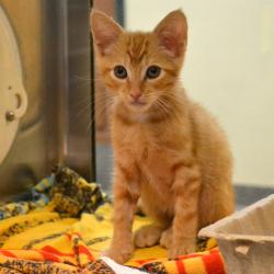 Shelter Stray Male Cat last seen , 361 S Raymond Ave, Pasadena, CA 91105, USA