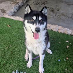 Shelter Stray Male Dog last seen , 361 S Raymond Ave, Pasadena, CA 91105, USA