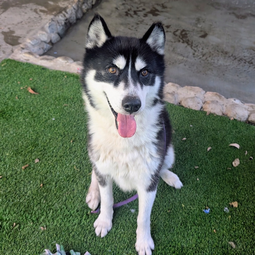Shelter Stray Male Dog last seen , 361 S Raymond Ave, Pasadena, CA 91105, USA
