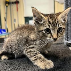 Shelter Stray Male Cat last seen , 361 S Raymond Ave, Pasadena, CA 91105, USA