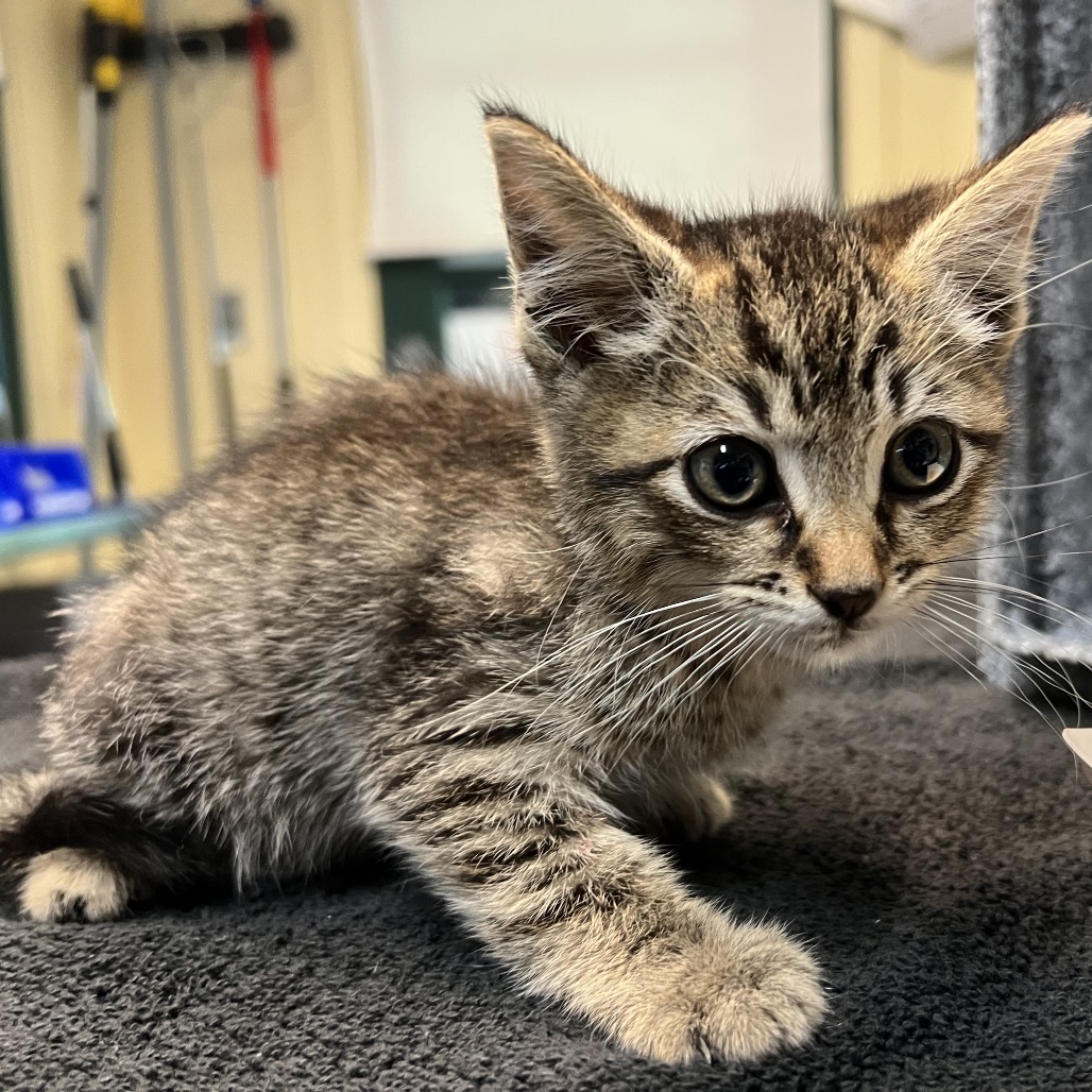 Shelter Stray Male Cat last seen , 361 S Raymond Ave, Pasadena, CA 91105, USA
