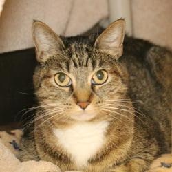 Shelter Stray Female Cat last seen , 361 S Raymond Ave, Pasadena, CA 91105, USA