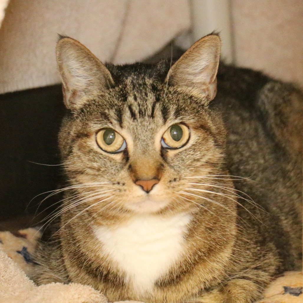 Shelter Stray Female Cat last seen , 361 S Raymond Ave, Pasadena, CA 91105, USA