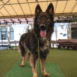Shelter Stray Male Dog last seen , 361 S Raymond Ave, Pasadena, CA 91105, USA