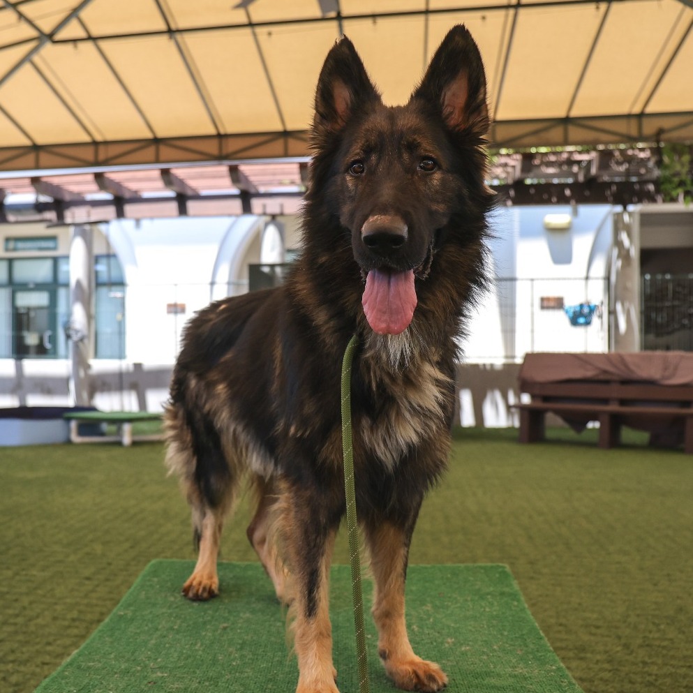 Shelter Stray Male Dog last seen , 361 S Raymond Ave, Pasadena, CA 91105, USA