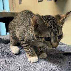 Shelter Stray Female Cat last seen , 361 S Raymond Ave, Pasadena, CA 91105, USA