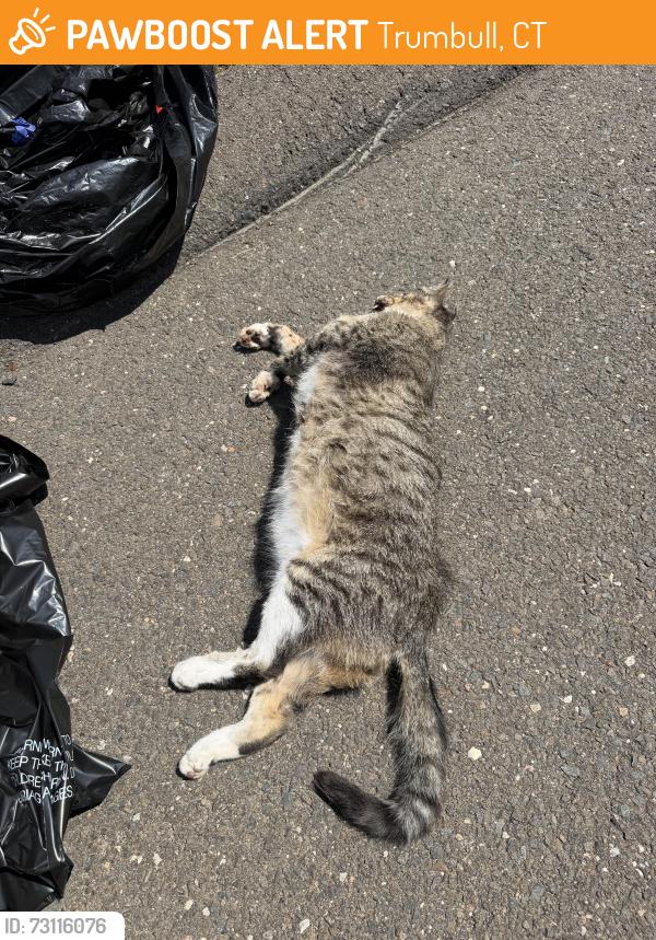 Found/Stray Male Cat last seen Merritt Parkway, behind Rise Transitional Program., Trumbull, CT 06611