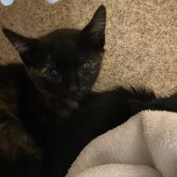 Shelter Stray Female Cat last seen , 361 S Raymond Ave, Pasadena, CA 91105, USA
