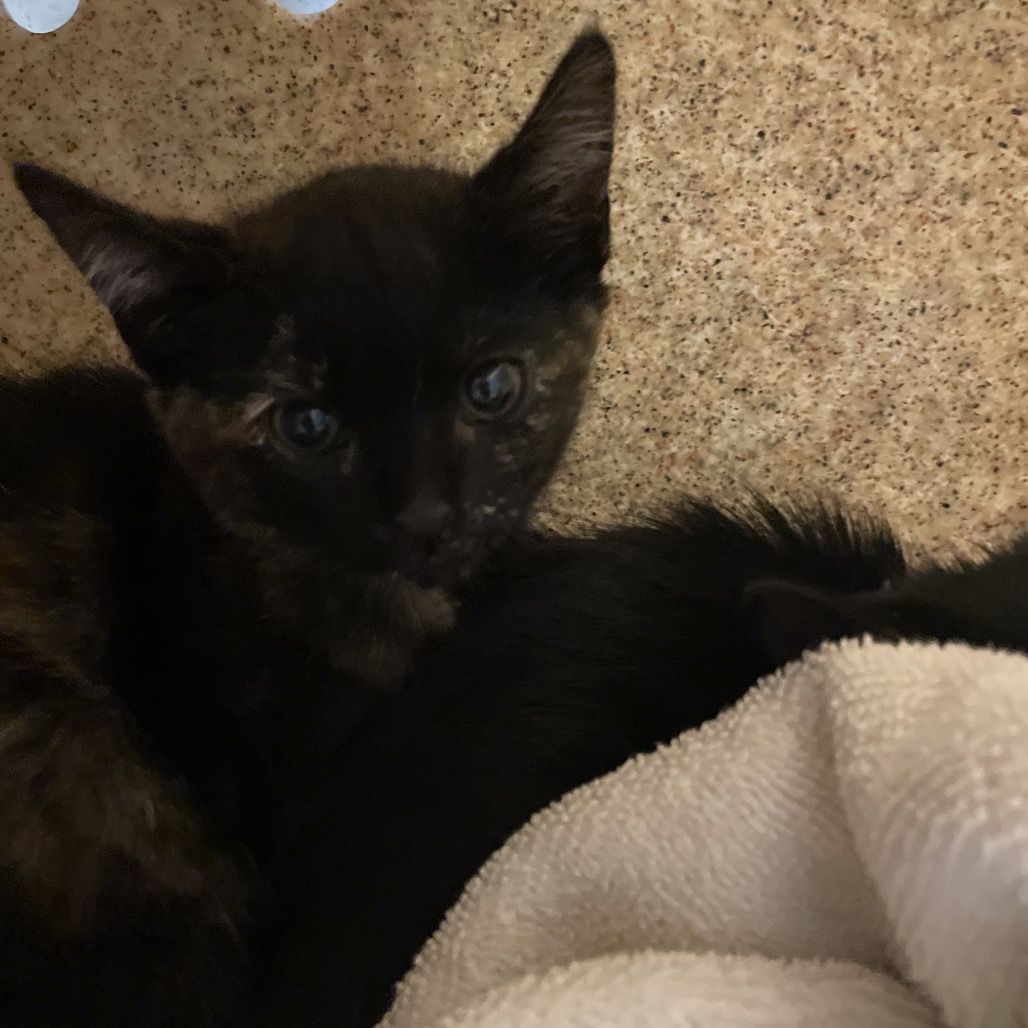 Shelter Stray Female Cat last seen , 361 S Raymond Ave, Pasadena, CA 91105, USA