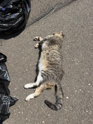 Found/Stray Male Cat last seen Merritt Parkway, behind Rise Transitional Program., Trumbull, CT 06611