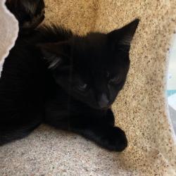 Shelter Stray Female Cat last seen , 361 S Raymond Ave, Pasadena, CA 91105, USA