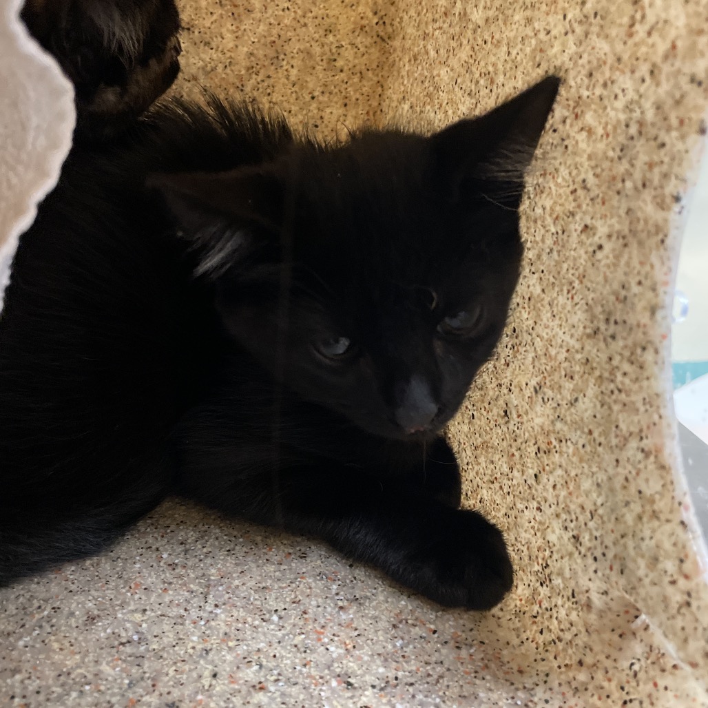 Shelter Stray Female Cat last seen , 361 S Raymond Ave, Pasadena, CA 91105, USA
