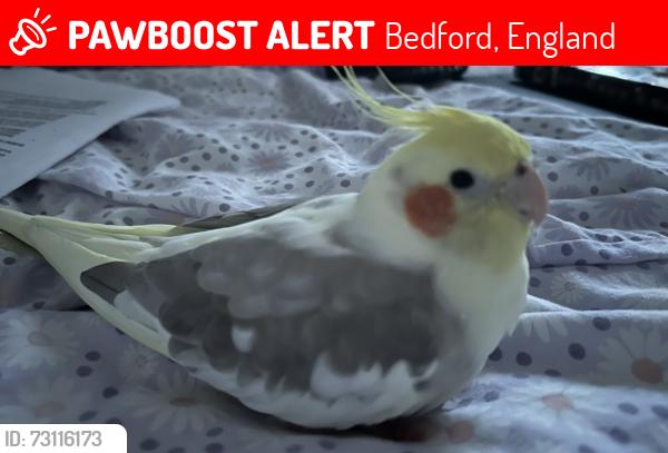 Lost Unknown Bird last seen Northwick Close street, Bedford, England 
