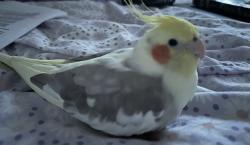 Lost Unknown Bird last seen Northwick Close street, Bedford, England 