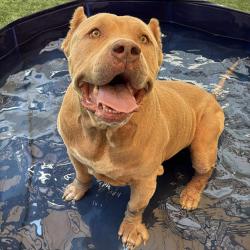 Shelter Stray Male Dog last seen , 361 S Raymond Ave, Pasadena, CA 91105, USA