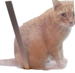 Lost Male Cat last seen North of 1st Street SW, between 21st and 22nd Avenues, Vero Beach, FL 32962