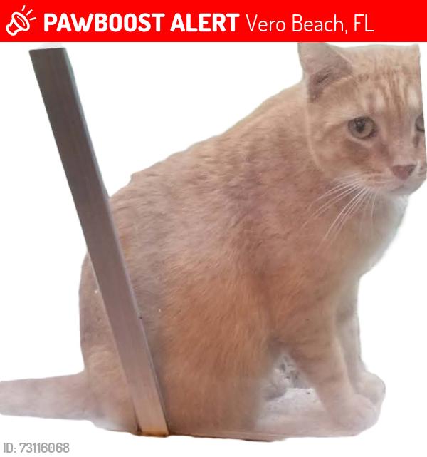 Lost Male Cat last seen North of 1st Street SW, between 21st and 22nd Avenues, Vero Beach, FL 32962