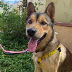 Shelter Stray Male Dog last seen , 361 S Raymond Ave, Pasadena, CA 91105, USA