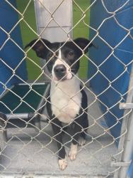 Reunited Female Dog last seen Near N Pennsylvania Ave, The Village, OK 73120, USA, The Village, OK 73120