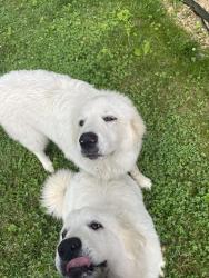 Reunited Female Dog last seen Wadlow Gap, Kingsport, TN 37660