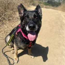 Shelter Stray Female Dog last seen , 361 S Raymond Ave, Pasadena, CA 91105, USA