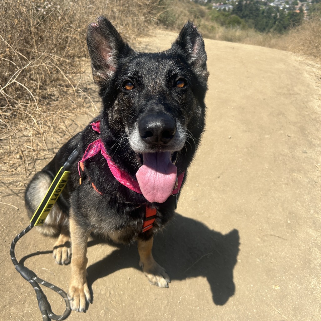 Shelter Stray Female Dog last seen , 361 S Raymond Ave, Pasadena, CA 91105, USA