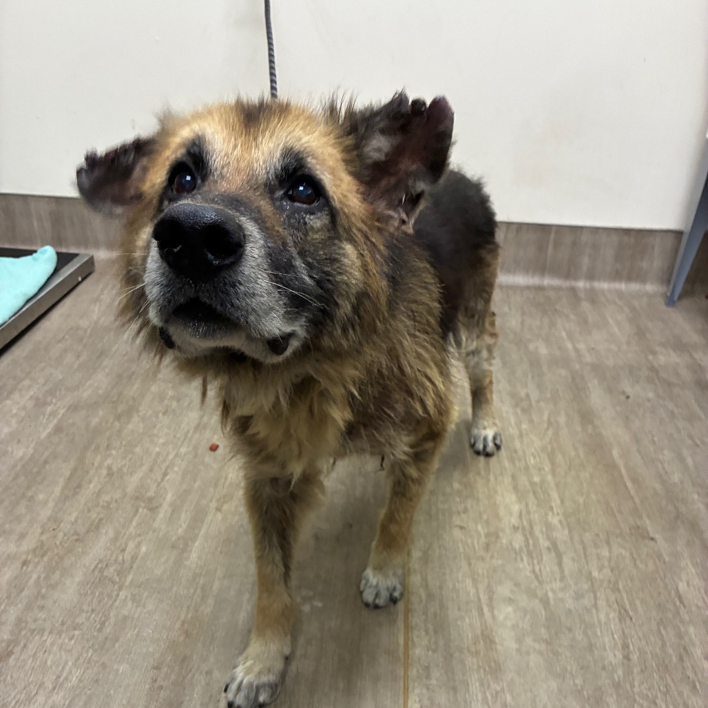 Shelter Stray Male Dog last seen , 361 S Raymond Ave, Pasadena, CA 91105, USA