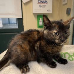 Shelter Stray Female Cat last seen , 361 S Raymond Ave, Pasadena, CA 91105, USA