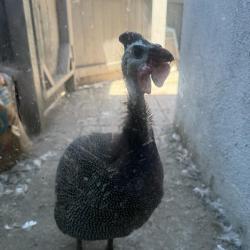 Shelter Stray Unknown Other last seen , 361 S Raymond Ave, Pasadena, CA 91105, USA