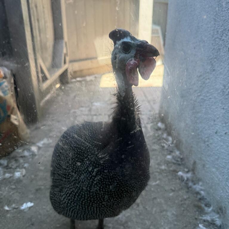 Shelter Stray Unknown Other last seen , 361 S Raymond Ave, Pasadena, CA 91105, USA
