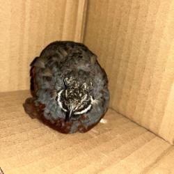 Shelter Stray Male Other last seen , 361 S Raymond Ave, Pasadena, CA 91105, USA