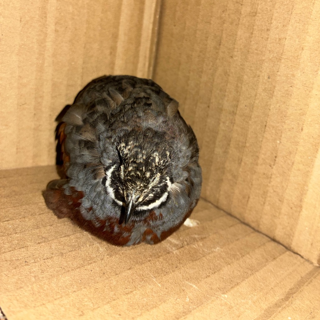 Shelter Stray Male Other last seen , 361 S Raymond Ave, Pasadena, CA 91105, USA