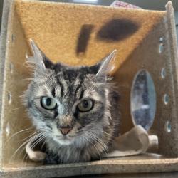 Shelter Stray Female Cat last seen , 361 S Raymond Ave, Pasadena, CA 91105, USA