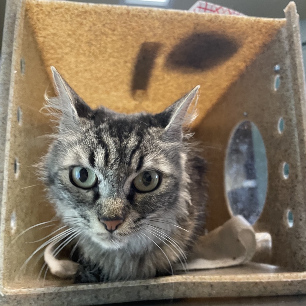 Shelter Stray Female Cat last seen , 361 S Raymond Ave, Pasadena, CA 91105, USA