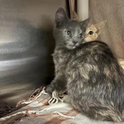 Shelter Stray Female Cat last seen , 361 S Raymond Ave, Pasadena, CA 91105, USA