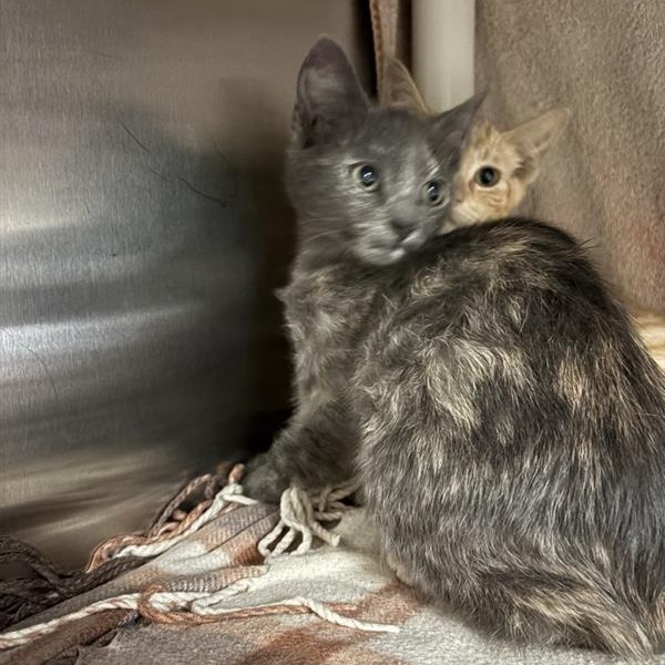 Shelter Stray Female Cat last seen , 361 S Raymond Ave, Pasadena, CA 91105, USA