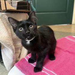 Shelter Stray Male Cat last seen , 361 S Raymond Ave, Pasadena, CA 91105, USA