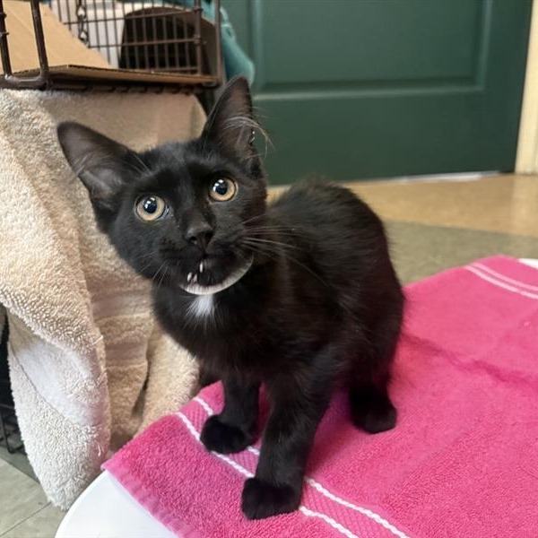 Shelter Stray Male Cat last seen , 361 S Raymond Ave, Pasadena, CA 91105, USA