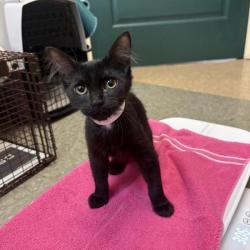 Shelter Stray Female Cat last seen , 361 S Raymond Ave, Pasadena, CA 91105, USA