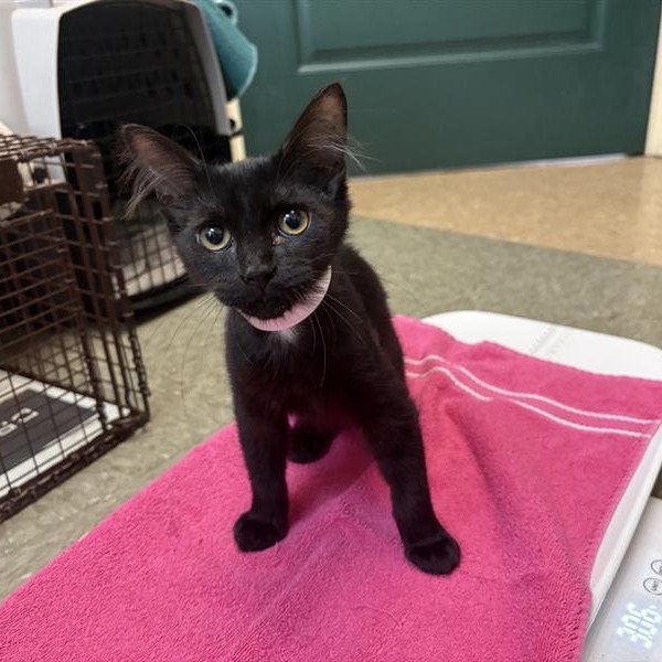 Shelter Stray Female Cat last seen , 361 S Raymond Ave, Pasadena, CA 91105, USA