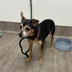 Shelter Stray Female Dog last seen , 361 S Raymond Ave, Pasadena, CA 91105, USA