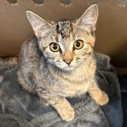 Shelter Stray Female Cat last seen , 361 S Raymond Ave, Pasadena, CA 91105, USA