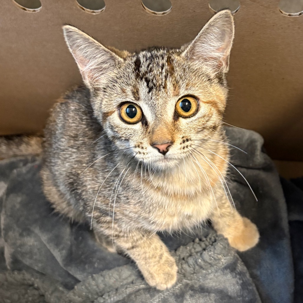 Shelter Stray Female Cat last seen , 361 S Raymond Ave, Pasadena, CA 91105, USA