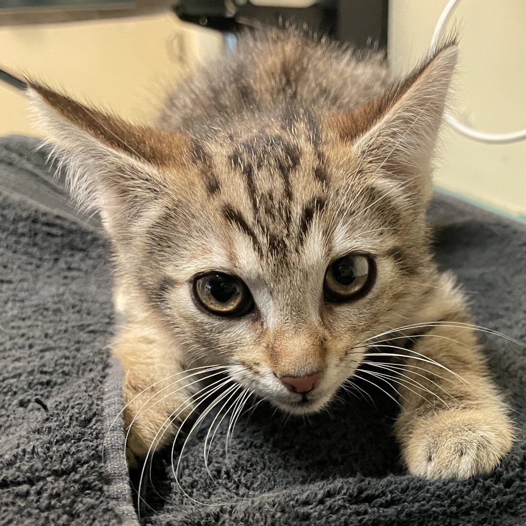 Shelter Stray Male Cat last seen , 361 S Raymond Ave, Pasadena, CA 91105, USA