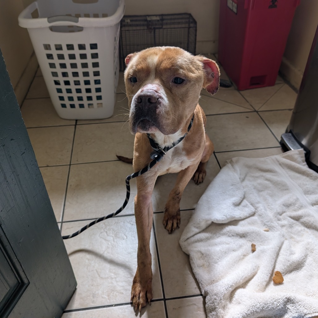 Shelter Stray Male Dog last seen , 361 S Raymond Ave, Pasadena, CA 91105, USA