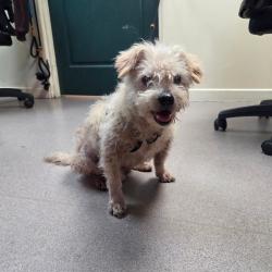 Shelter Stray Male Dog last seen , 361 S Raymond Ave, Pasadena, CA 91105, USA