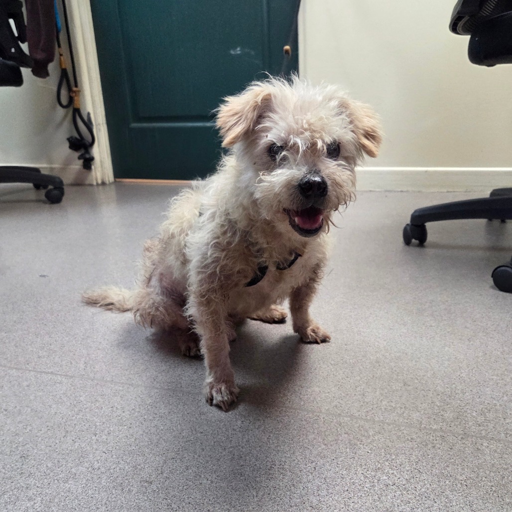 Shelter Stray Male Dog last seen , 361 S Raymond Ave, Pasadena, CA 91105, USA