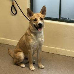 Shelter Stray Male Dog last seen , 361 S Raymond Ave, Pasadena, CA 91105, USA