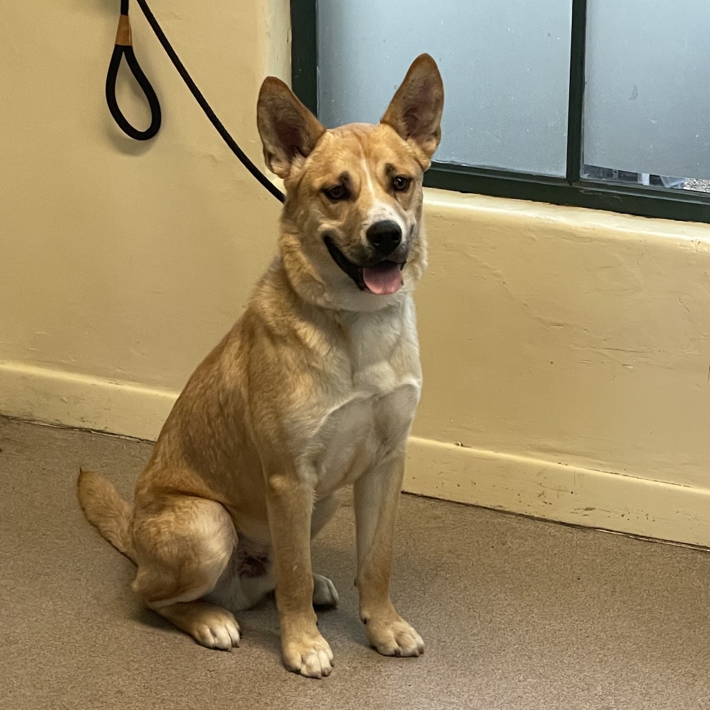Shelter Stray Male Dog last seen , 361 S Raymond Ave, Pasadena, CA 91105, USA